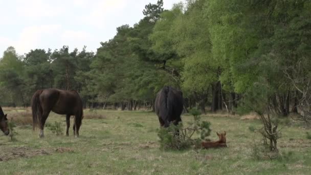 Familia de caballos en madera — Vídeos de Stock