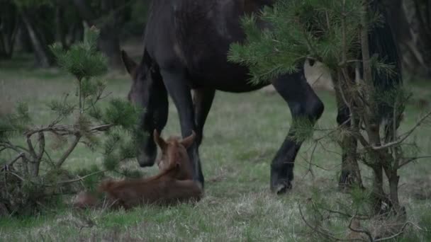 Rodzina koni w drewnie — Wideo stockowe
