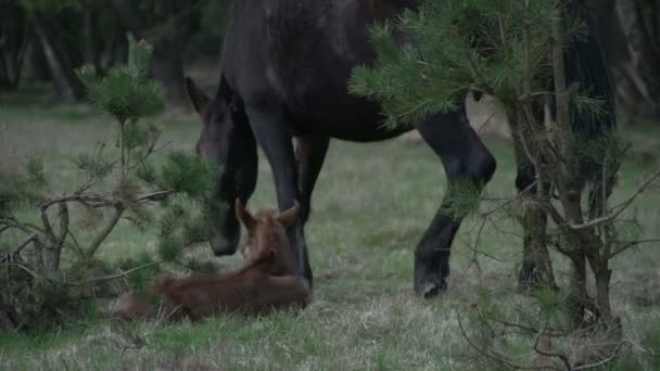 Horse family in wood — Stock Video