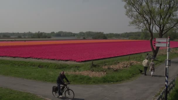 Gente caminando en los campos de flores — Vídeo de stock