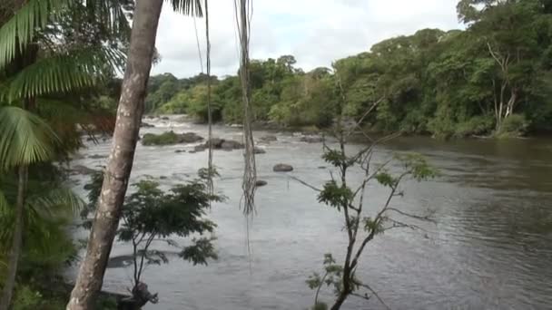 Σουρινάμ, Grand Rio ποταμός, Awarradam — Αρχείο Βίντεο