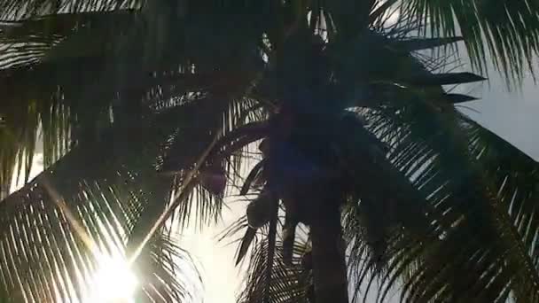 Palm trees and sunbeams — Stock Video