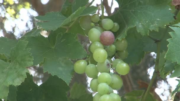 Hanging grapes swinging in wind — Stock Video