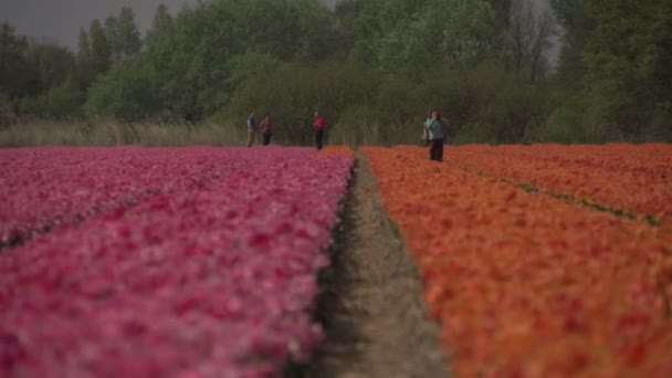 Dentro de campos de flores — Vídeo de stock