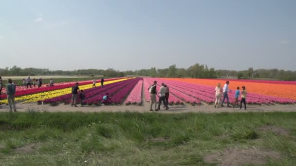 Ludzie chodzą na polach kwiat — Wideo stockowe