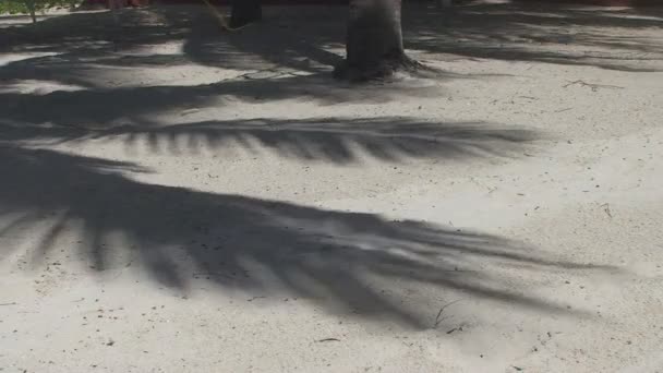 巴拉德罗，椰子棕榈树的画法 — 图库视频影像