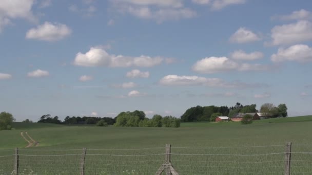 Denmark yellow flower fields — Stock Video