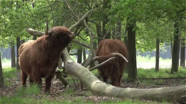 Schöne wilde schottische Hochlandbewohner — Stockvideo