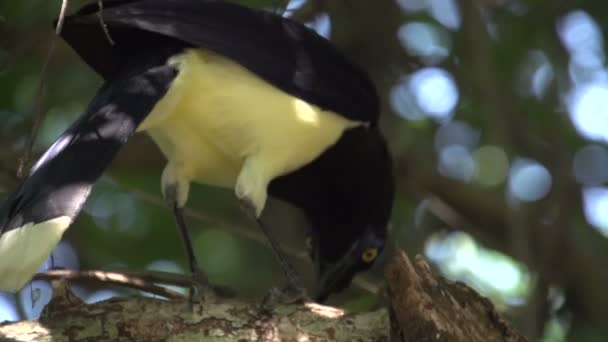 Pantanal Pájaro Sobre Árbol Cielo Azul — Vídeo de stock