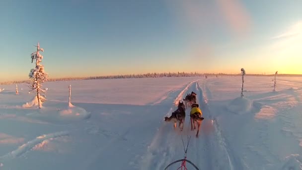 Traîneau chien tour — Video