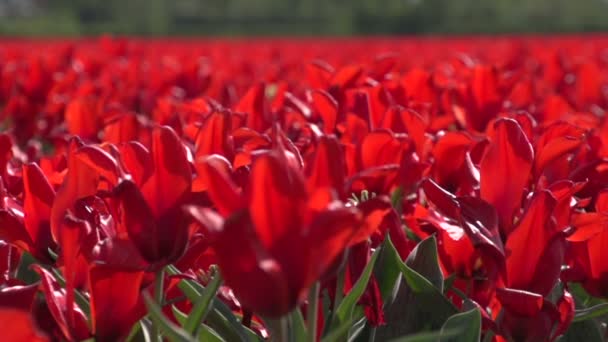 Anbau von roten Tulpen — Stockvideo