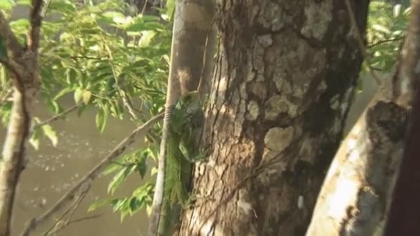 Pantanal, paseos en bote por el río — Vídeo de stock