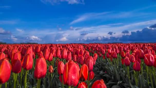 Time Lapse Slider Shot Tulipanes Rojos Nubes Países Bajos — Vídeos de Stock
