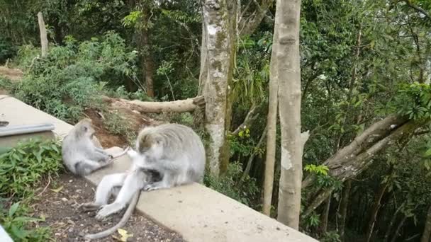 Singe singes sauvages à Bali — Video