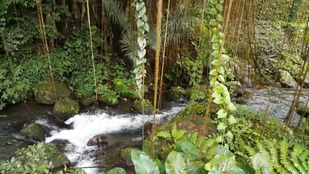 Tiro Aéreo Cachoeira Grande Selva Bali — Vídeo de Stock