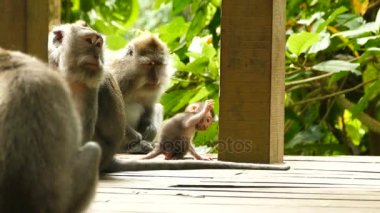 Maymun vahşi maymunlar Bali