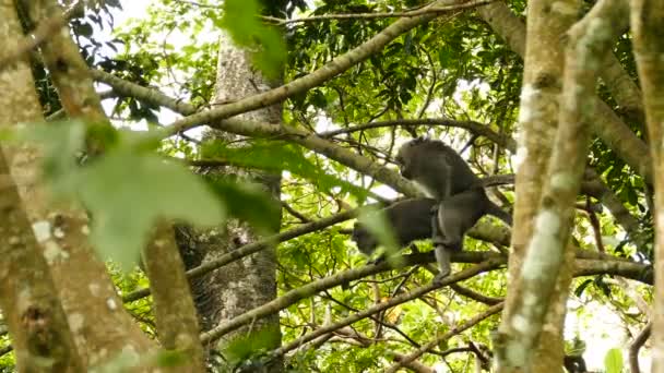 Mono boliviano sentado en el árbol — Vídeo de stock