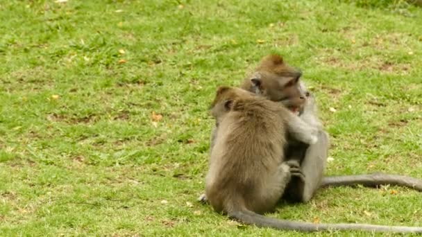 발리에서 원숭이 야생 원숭이 — 비디오