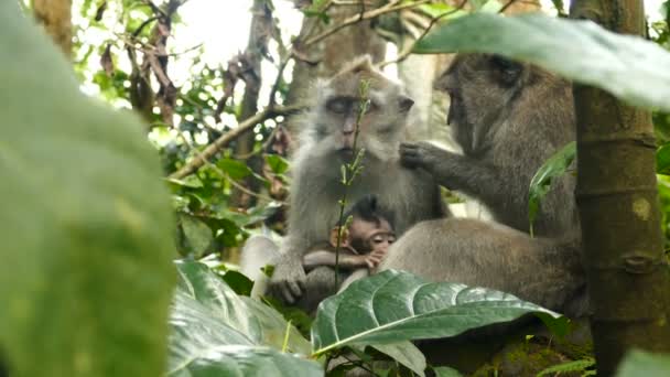 Bolivianischer Affe sitzt auf Baum — Stockvideo