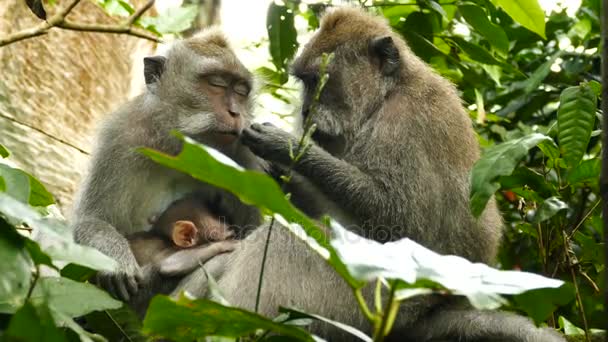 Bolivian monkey sitting on tree — Stock Video