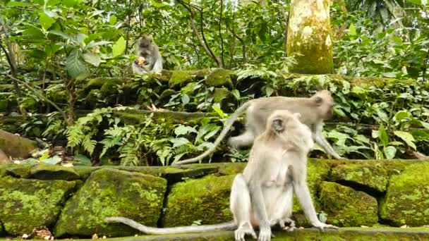 Singe singes sauvages à Bali — Video