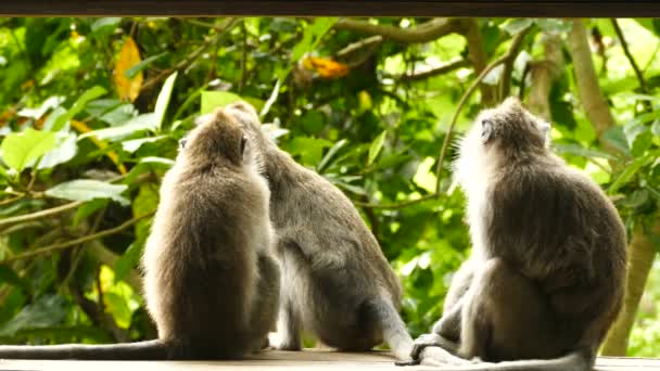 Singe bolivien assis sur l'arbre — Video