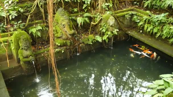 Antiguo Estanque Con Carpa Koi Bosque Ubud Bali — Vídeos de Stock