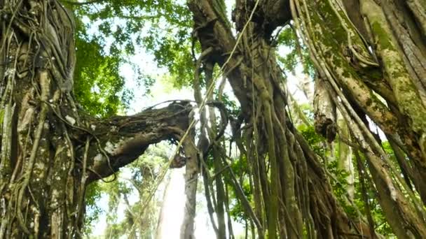 Bolivianischer Affe sitzt auf Baum — Stockvideo