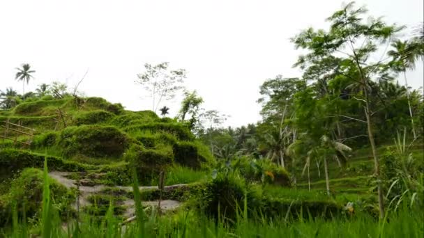 Záběry Turistů Chůzi Úžasné Krajině Nádherný Den Bali — Stock video