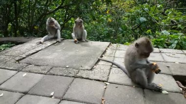 Maymun vahşi maymunlar Bali