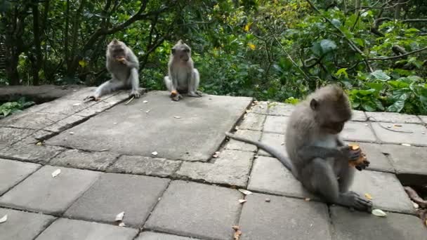 Macacos selvagens macacos em Bali — Vídeo de Stock