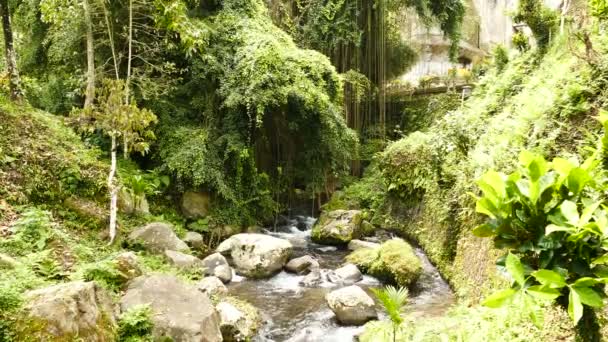 Plano Aéreo Gran Cascada Selva Bali — Vídeo de stock