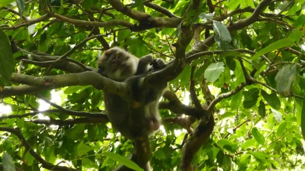 Bolivianischer Affe sitzt auf Baum — Stockvideo