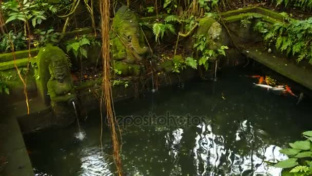 不明身份的巴厘岛家庭来到印尼巴厘岛 Tirta Empul 的圣泉水神庙 祈祷和净化他们的灵魂 — 图库视频影像