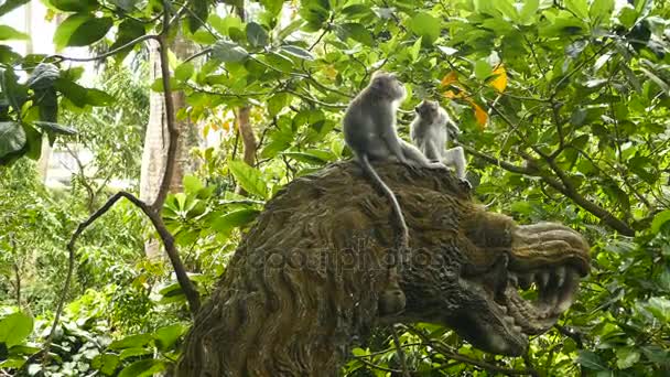 Mono Monos salvajes en Bali — Vídeo de stock
