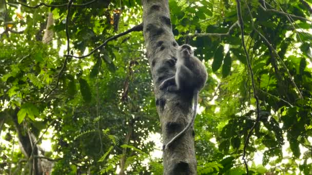 Боливийская обезьяна сидит на дереве — стоковое видео