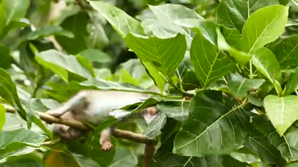 Macaco boliviano sentado na árvore — Vídeo de Stock