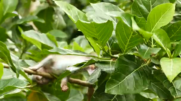 Bolivian monkey sitting on tree — Stock Video