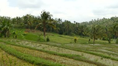 Bali, inanılmaz bir manzara güzel gününde hava görüntüleri.