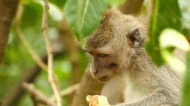 Monkeyforest, Ubud, Bali makak maymunu kapatın