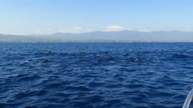 Bali deniz, Endonezya tarafından geçen yunuslar grup