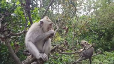 Ağaç, Ubud, Bali makak maymunlar