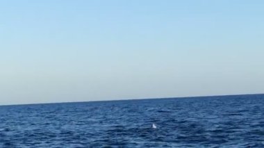 Grup önünde tekne Bali, Endonezya geçirerek yunusların