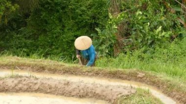 Çiftçi iş sahasındaki paddy, Tabanan, Endonezya