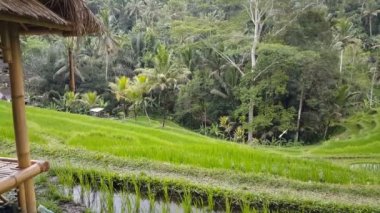Tegallalang pirinç terasları Ubud, Bali