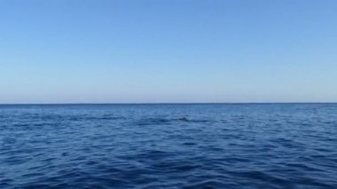 Büyük grup yunuslar öndeki geminin, Bali, Endonezya atlama