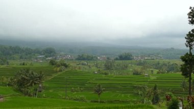 Jatiluwih pirinç terasları, Tabanan, Endonezya