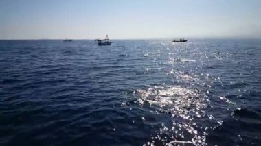 Sarışın Avrupa kadın yunuslar tekne önünde üzerinden Mobil fotoğraf çekmek
