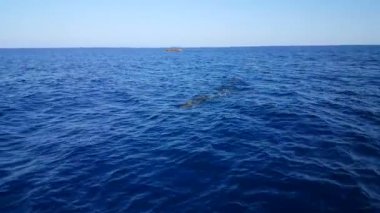 Bali deniz, Endonezya tarafından geçen yunuslar grup