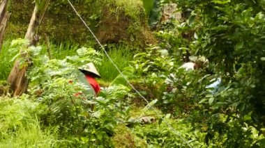 Desa Pakraman pirinç tarlaları, Bali üzerinde çalışan yaşlı kadınlar